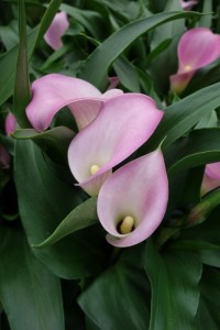 Zantedeschia Garnet Glow Zantedeschia Garnet Glow