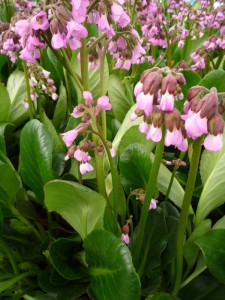 Bergenia cordifolia Purpurea Bergenia cordifolia Purpurea