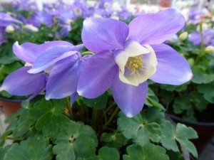 Aquilegia flabellata Ministar Aquilegia flabellata Ministar