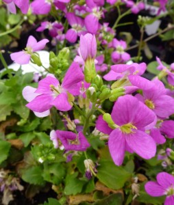 Arabis caucasica pinkii Arabis caucasica pinkii