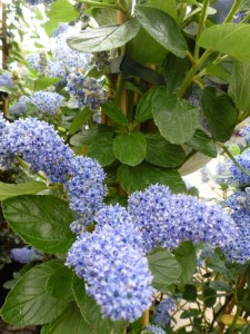 Ceanothus arboreus Trewitchen Blue Ceanothus arboreus Trewitchen Blue