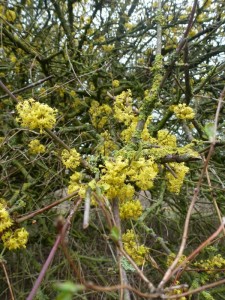 Cornus mas Cornus mas