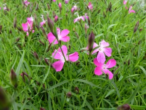 Dianthus Kahori Dianthus Kahori