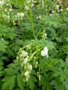 Dicentra spectabilis alba Dicentra spectabilis alba