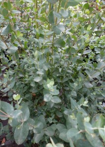 Eucalyptus gunnii Eucalyptus gunnii