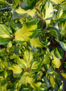 Ilex altaclerensis Lawsoniana Ilex altaclerensis Lawsoniana