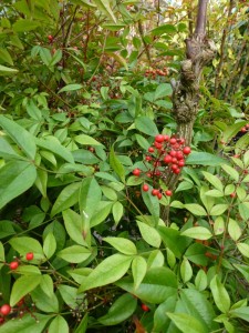 Nandina domestica