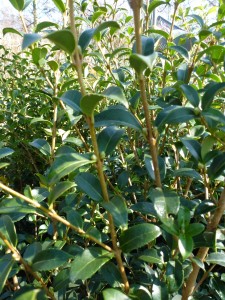 Osmanthus burkwoodii Osmanthus burkwoodii