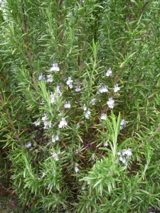 Rosmarinus officinalis Rosmarinus officinalis