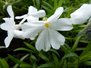 Phlox white delight Phlox white delight