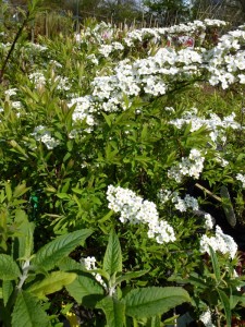 Spiraea cinerea Grefsheim Spiraea cinerea Grefsheim