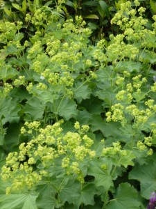 Alchemilla mollis Alchemilla mollis