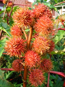 Giftige tuinplanten Zaaddozen Ricinus communis