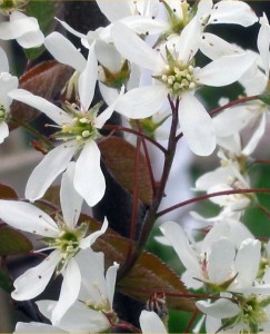Amelanchier lamarckii Amelanchier lamarckii