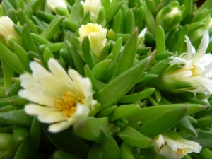 Delosperma congestum Delosperma congestum