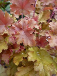 Heuchera Marmalade Heuchera Marmalade