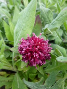 Knautia macedonica Knautia macedonica