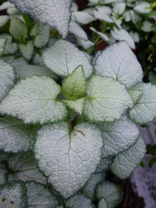 Lamium maculatum Beacon Silver Lamium maculatum Beacon Silver