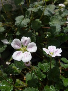 Erodium reichardii Album Erodium reichardii Album