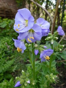 Polemonium reptans Blue Pearl Polemonium reptans Blue Pearl