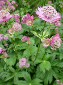 Astrantia maxima Astrantia maxima