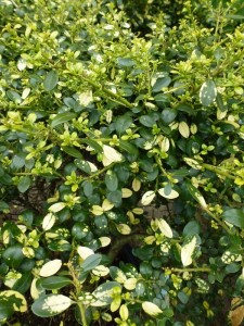 Ilex crenata Luteovariegata Ilex crenata Luteovariegata