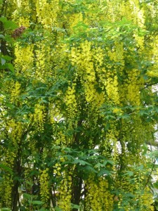 Laburnum anagyroides Laburnum anagyroides