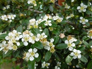 Cotoneaster suecicus Coral Beauty Cotoneaster suecicus Coral Beauty