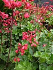 Heuchera sanguinea Leuchtkaefer Heuchera sanguinea Leuchtkaefer