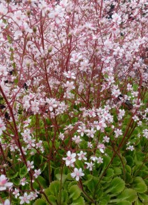 Saxifraga urbium Saxifraga urbium