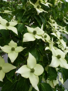 Cornus Kousa chinensis Cornus Kousa chinensis