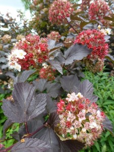Physocarpus opulifolius Diabolo Physocarpus opulifolius Diabolo