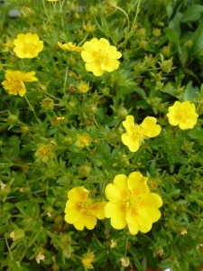 Potentilla aurea Potentilla aurea