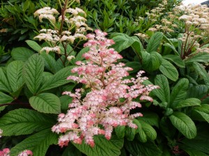 Rodgersia pinnata Rodgersia pinnata