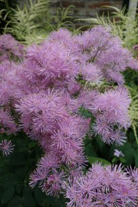 Thalictrum aquilegifolium Thalictrum aquilegifolium