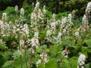 Tiarella wherryi Tiarella wherryi