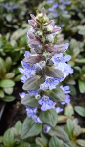 Ajuga reptans Atropurpurea Ajuga reptans Atropurpurea