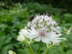 Astrantia major Snowstar Astrantia major Snowstar