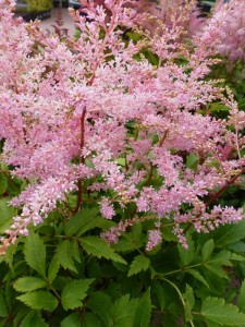 Astilbe Atilbe