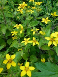Chrysogonum virginianum Chrysogonum virginianum