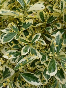 Euonymus japonicus Bravo Euonymus japonicus Bravo