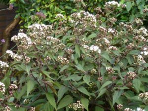 Eupatorium rugosum Chocolate Eupatorium rugosum Chocolate
