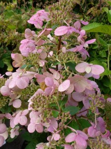 Hydrangea paniculata Wims Red Hydrangea paniculata Wims Red