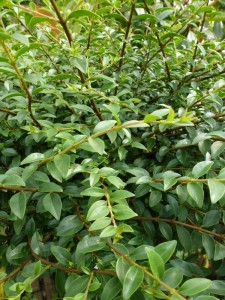Ligustrum ovalifolium Ligustrum ovalifolium