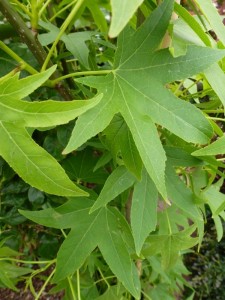 Liquidambar styraciflua Worplesdon Liquidambar styraciflua Worplesdon