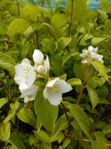 Philadelphus coronarius Philadelphus coronarius