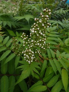 Sorbaria sorbifolia Sem Sorbaria sorbifolia Sem