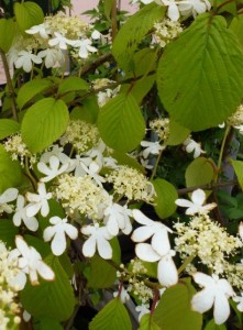 Viburnum plicatum Kilimandjaro Viburnum plicatum Kilimandjaro