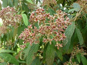 Viburnum rhytidophyllum Viburnum rhytidophyllum