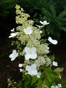 Hydrangea paniculata Kyusha Hydrangea paniculata Kyusha